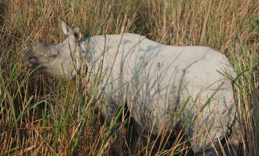 Kaziranga Wildlife-3Night/4Days